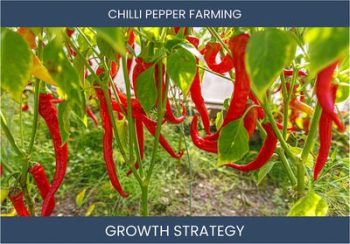 Boost Chilli Farm Sales: Proven Profit Strategies