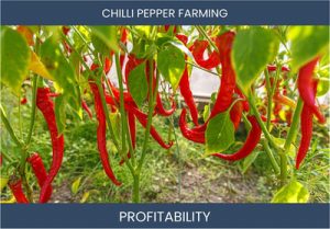 Exploring the Benefits and Challenges of Chilli Farming
